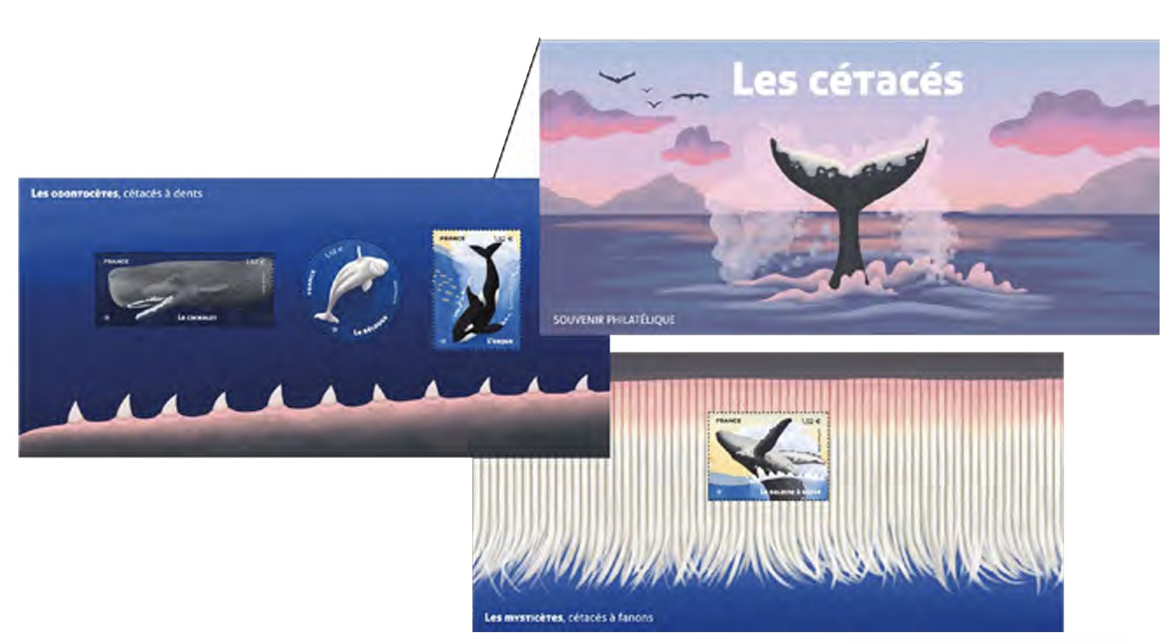Emission Les cétacés